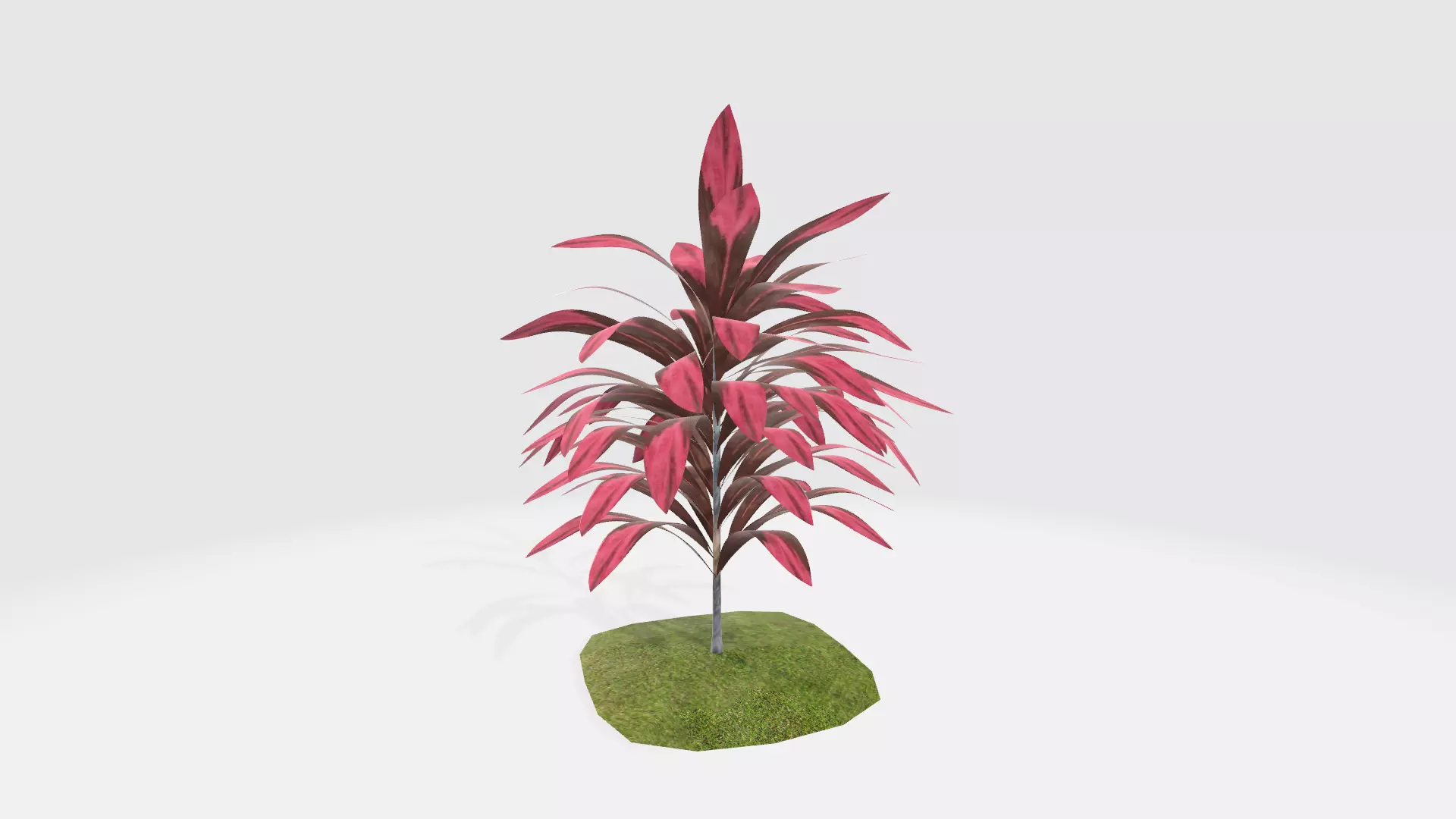 Cordylilne 3D model