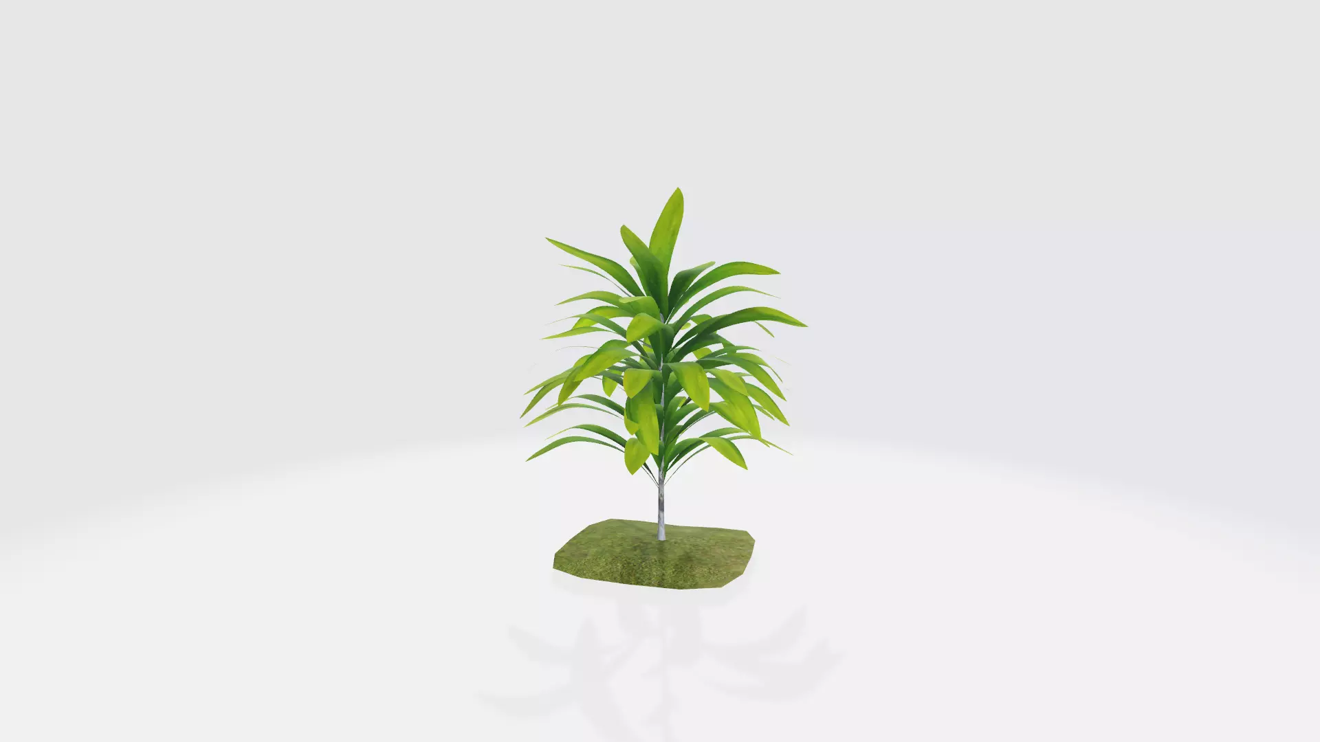 Cordylilne 3D model