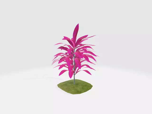 Cordyline 3D model