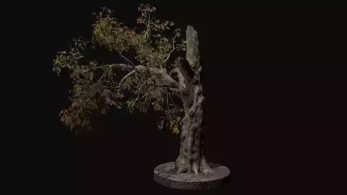 Old Bare broken tree V2