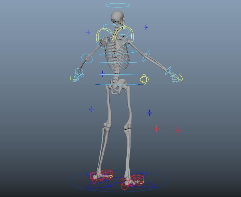 HumanSkeleton 3D model_8