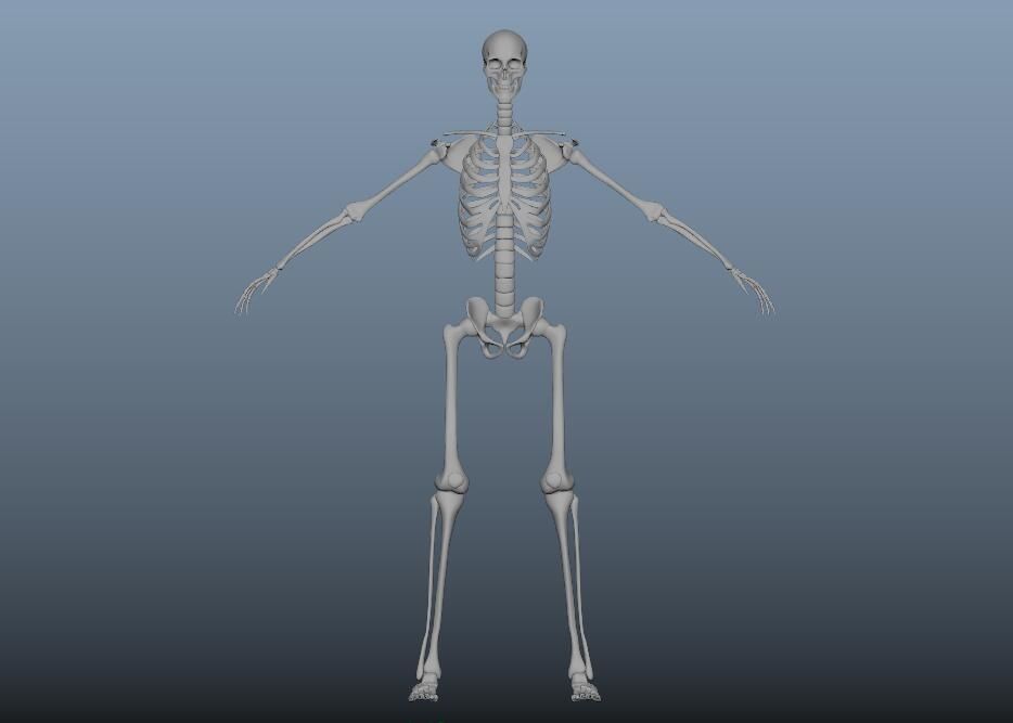 HumanSkeleton 3D model_1