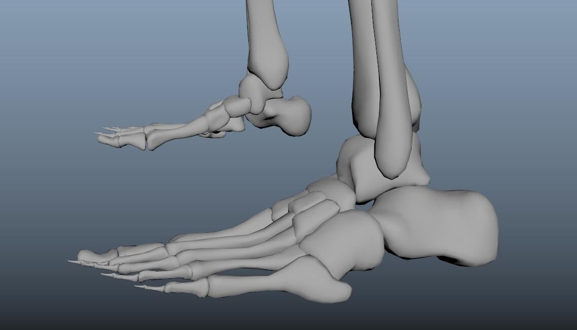 HumanSkeleton 3D model_6
