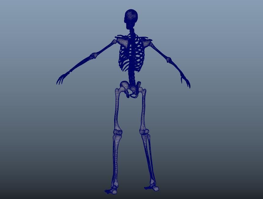 HumanSkeleton 3D model_10
