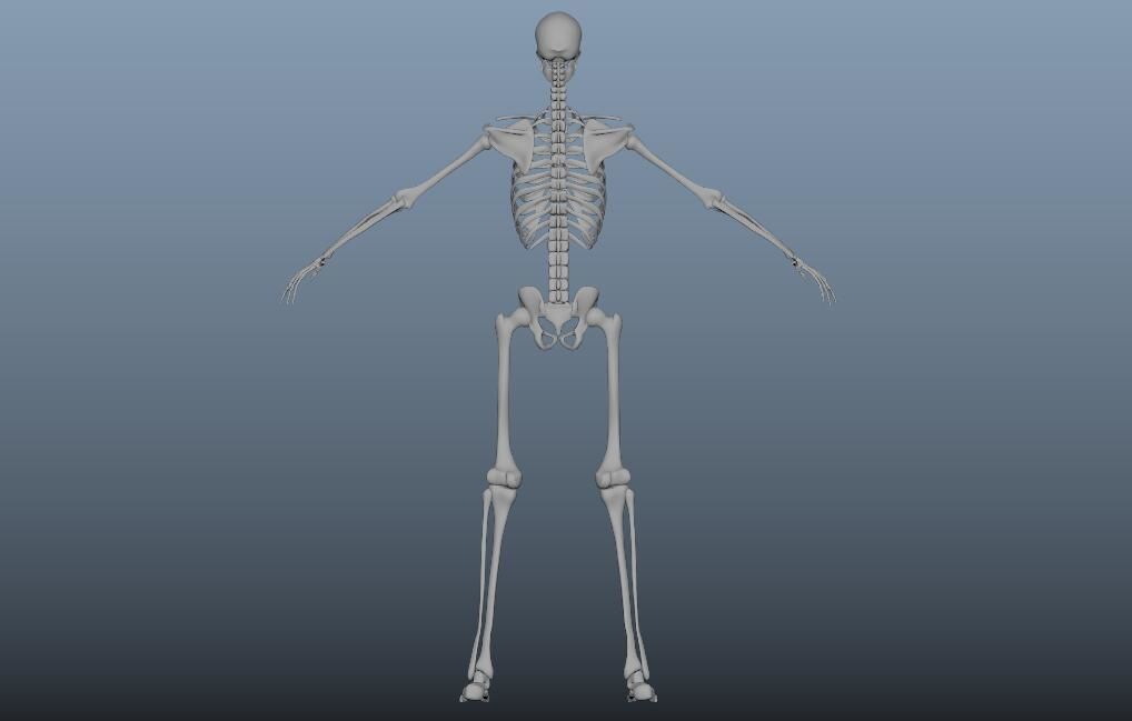 HumanSkeleton 3D model_3