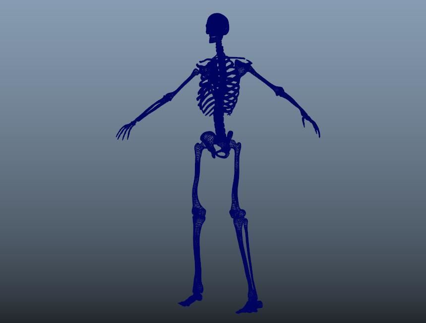 HumanSkeleton 3D model_9
