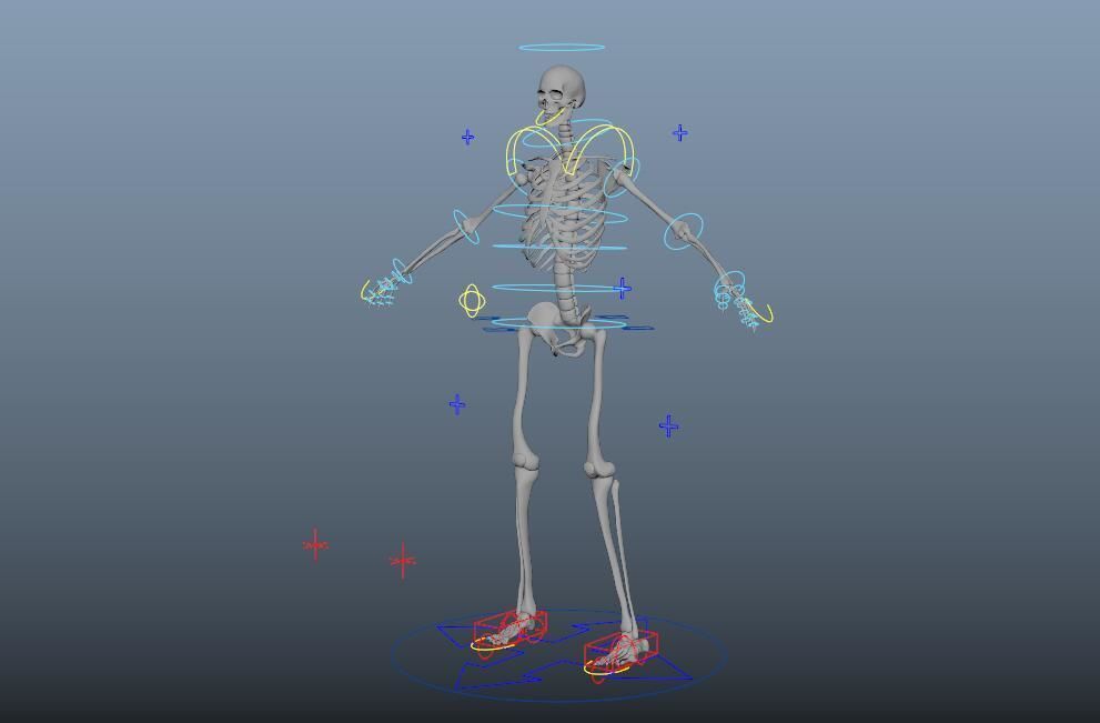 HumanSkeleton 3D model_7