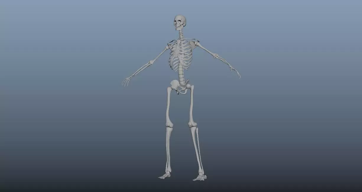 HumanSkeleton 3D model_0