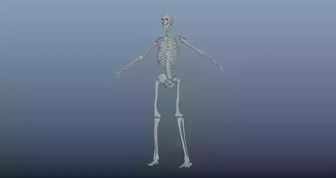 HumanSkeleton