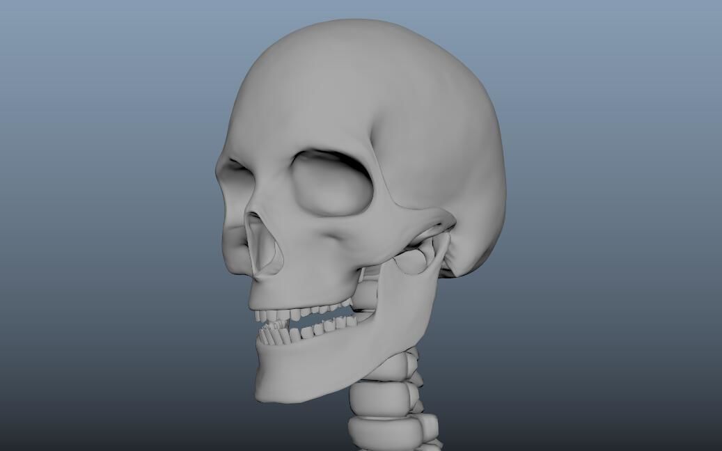 HumanSkeleton 3D model_4