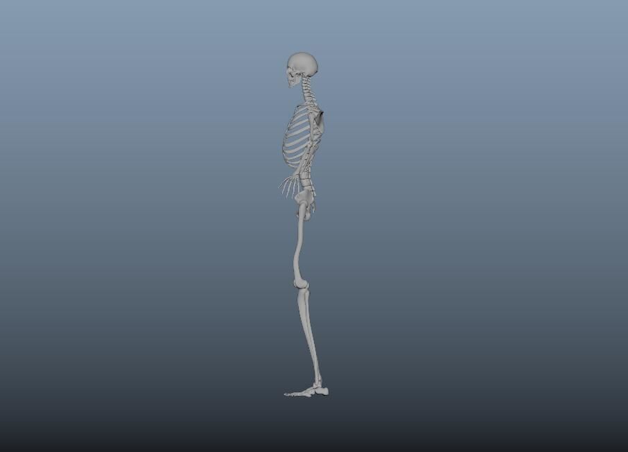 HumanSkeleton 3D model_2