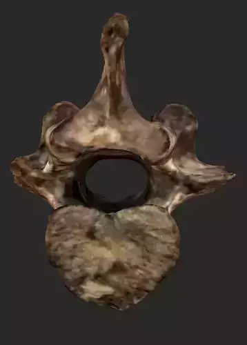 Fossil Bison Vertebrae