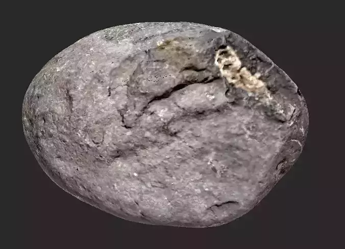 Large Trace Ammonite Rock 3D model
