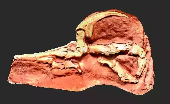 Clay Raptor Claw Model 3D model