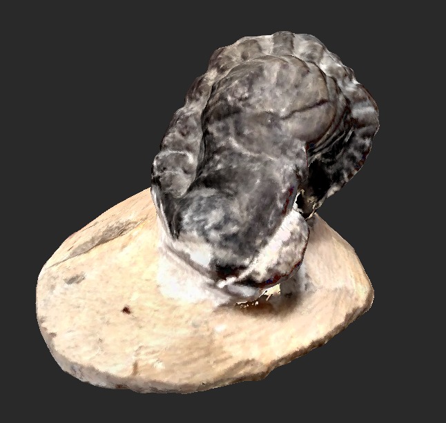 Trilobite Fossil 3D model_1