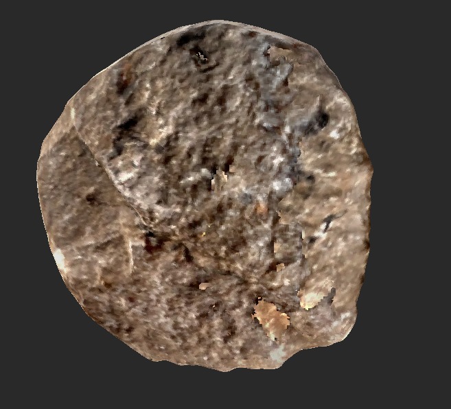 Trilobite Fossil 3D model_3
