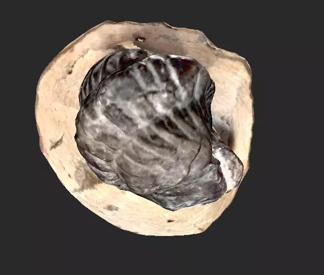 Trilobite Fossil 3D model_0