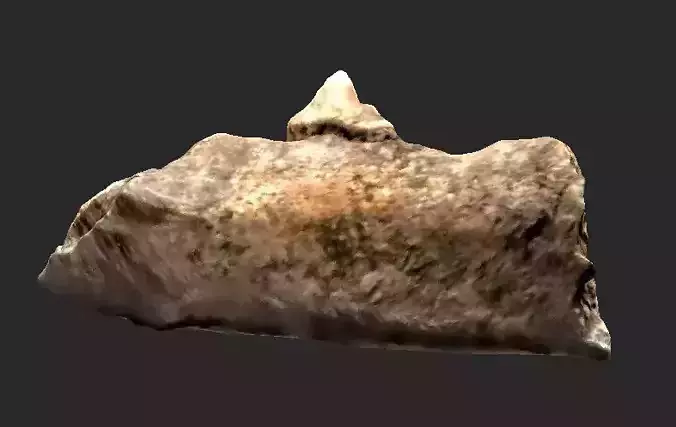 Fossilised dog mandible fragment