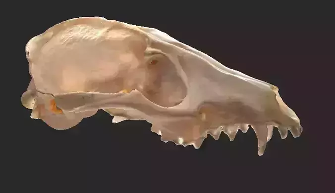 Fox Cranium
