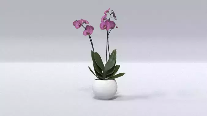 laos Vegetation Orchid 3D model