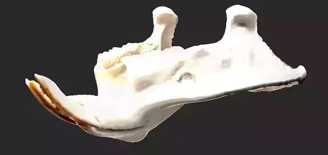 Nutria Mandible 3D model