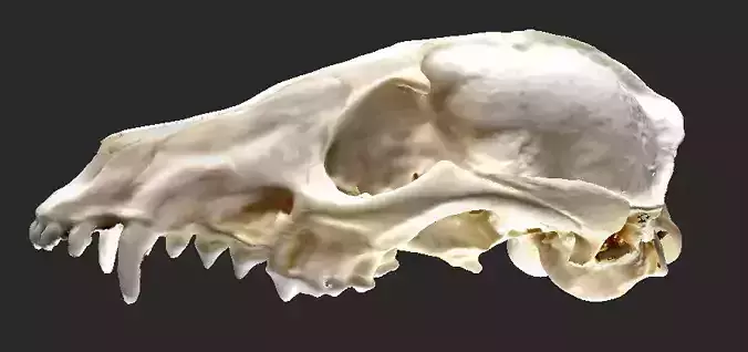  3D Scan of Fox Cranium 