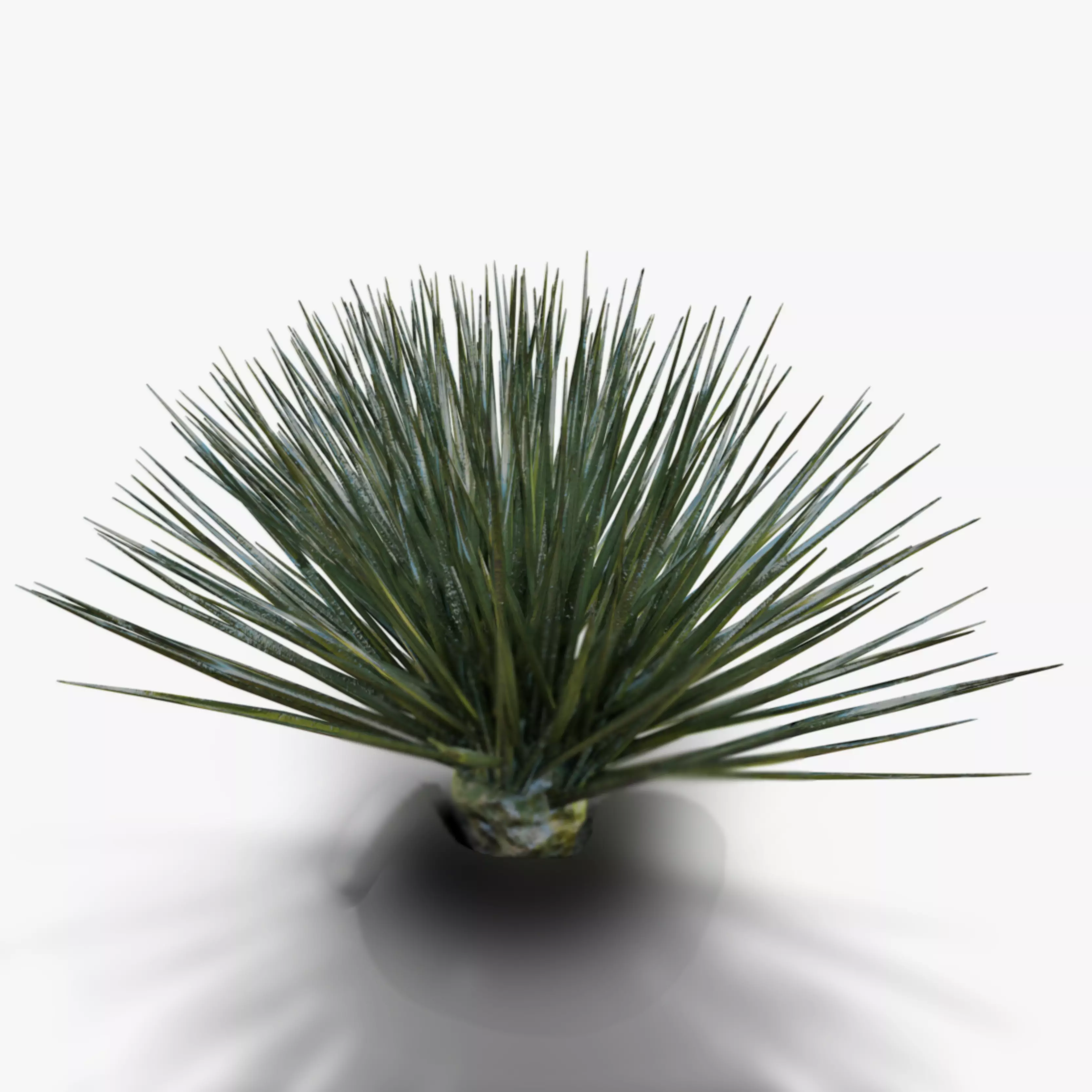 Desert Spike Plant game-ready Low-poly 3D model_0