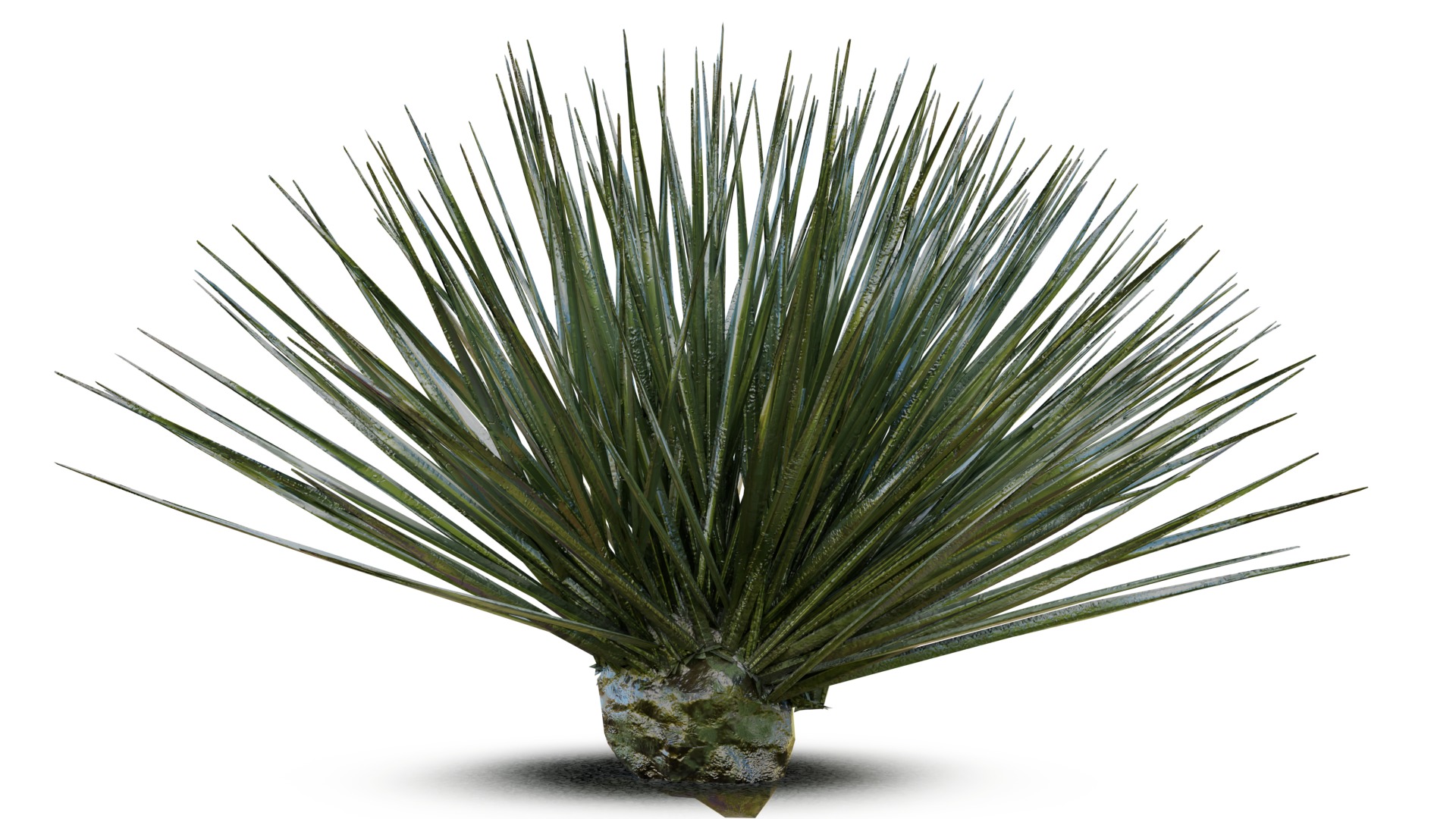 Desert Spike Plant game-ready Low-poly 3D model_1