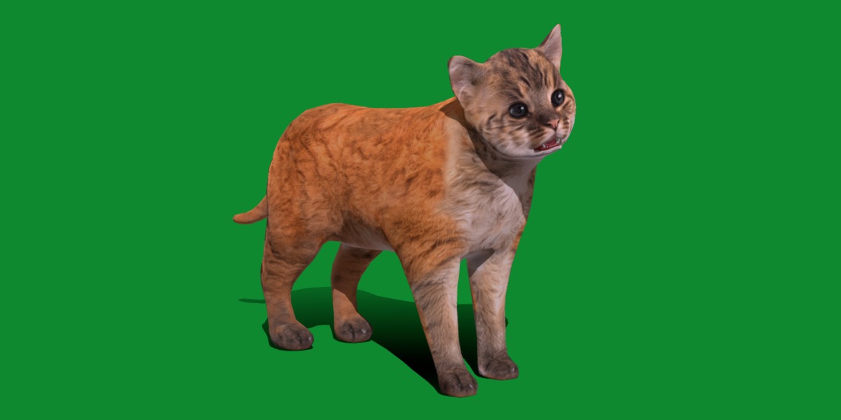 Asian Golden Kitten Cat Low-poly 3D model_24