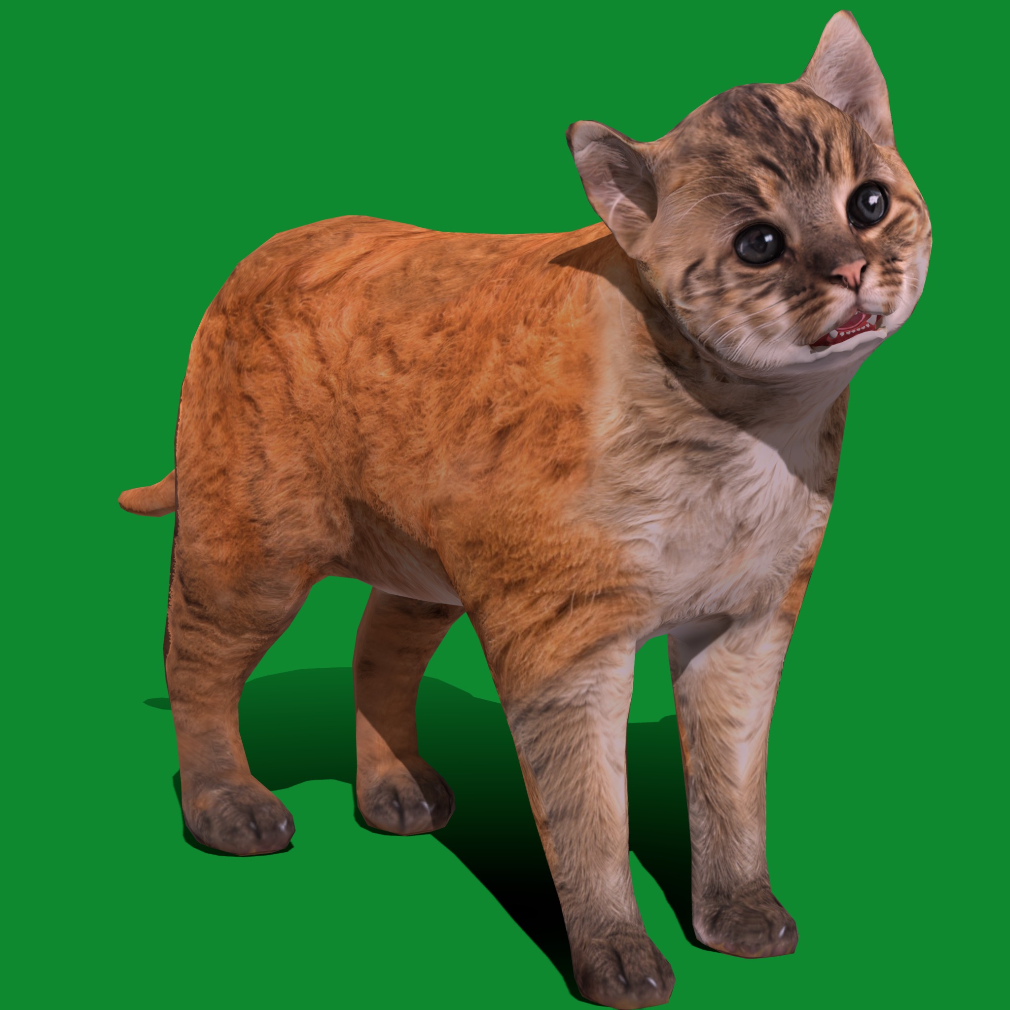 Asian Golden Kitten Cat Low-poly 3D model_22