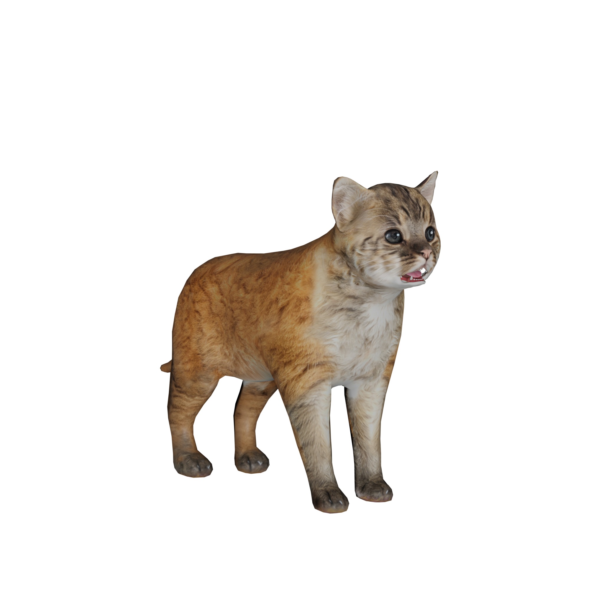 Asian Golden Kitten Cat Low-poly 3D model_2