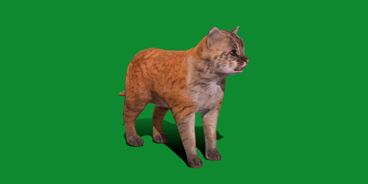 Asian Golden Kitten Cat Low-poly 3D model_29