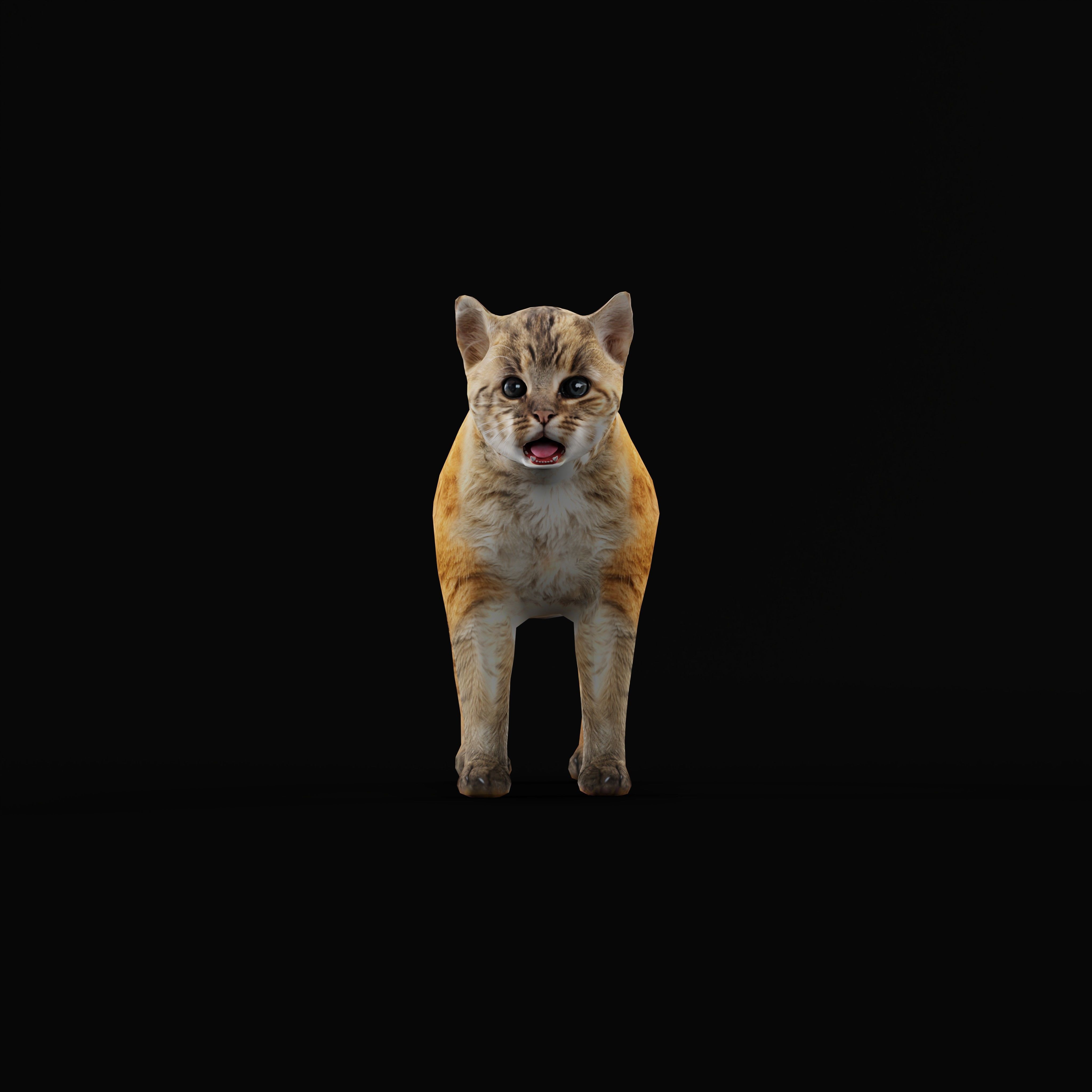 Asian Golden Kitten Cat Low-poly 3D model_33