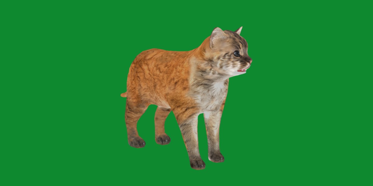 Asian Golden Kitten Cat Low-poly 3D model_28