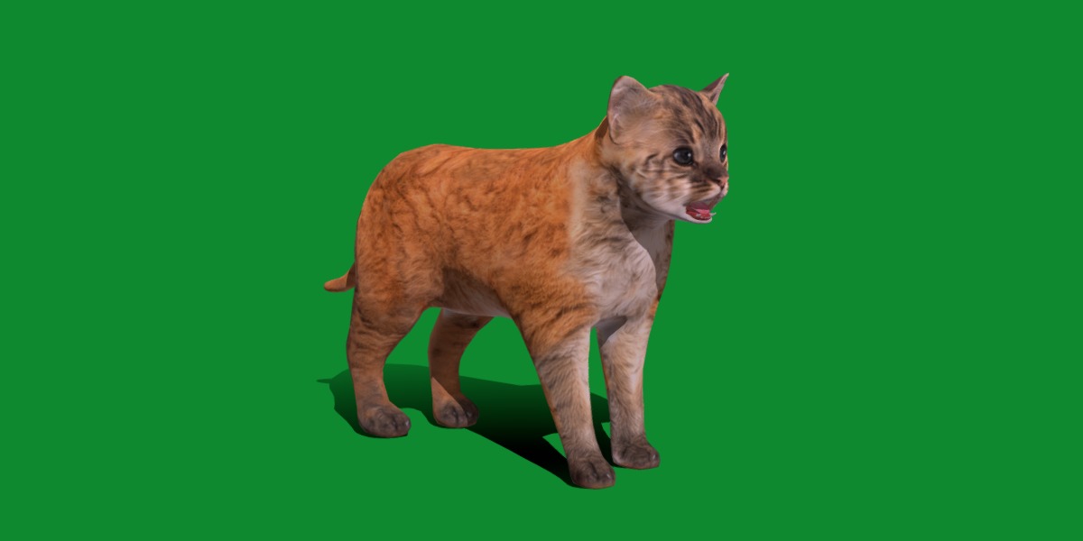 Asian Golden Kitten Cat Low-poly 3D model_13