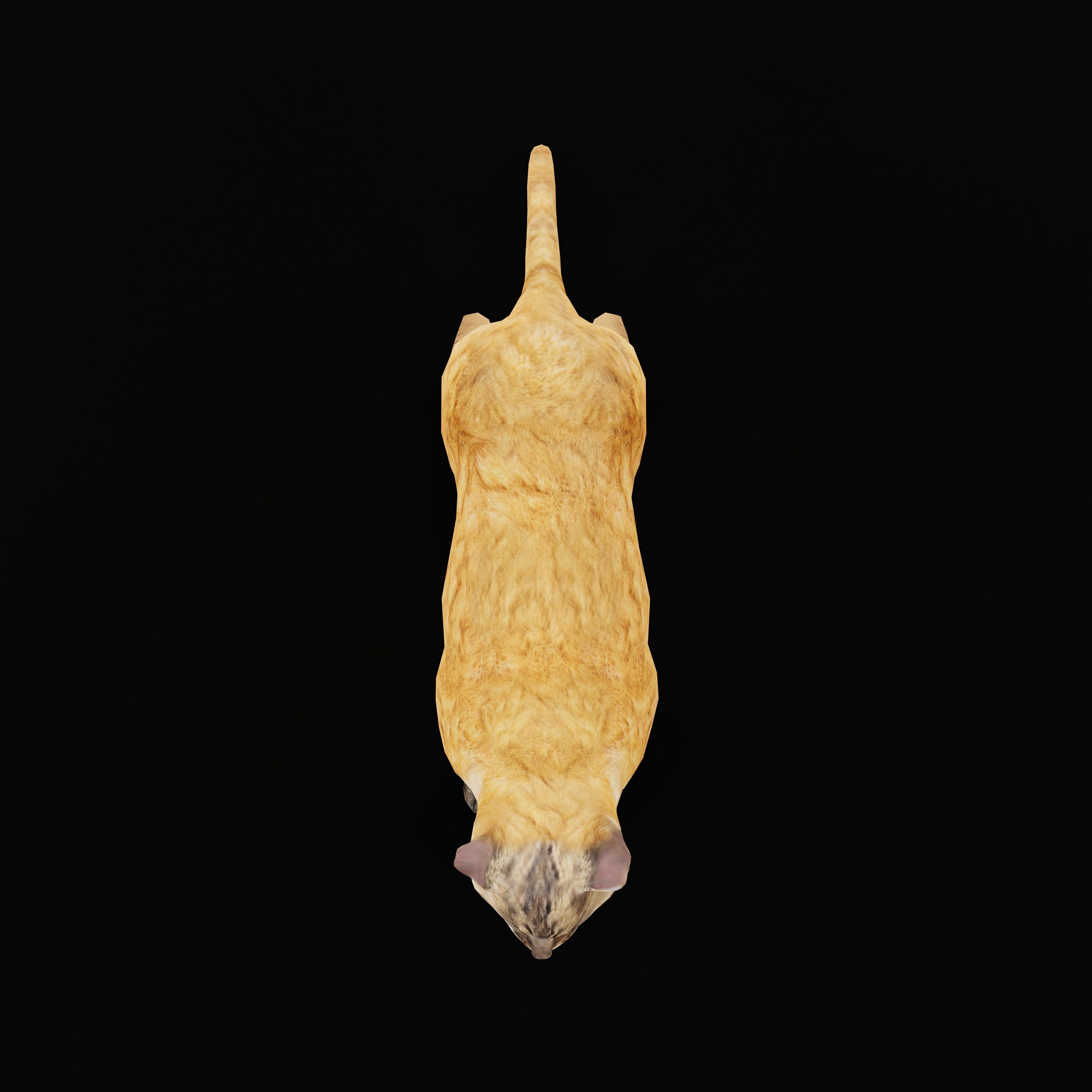 Asian Golden Kitten Cat Low-poly 3D model_35
