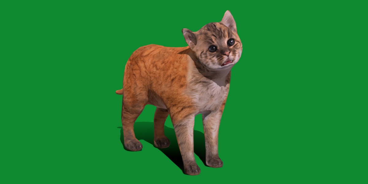 Asian Golden Kitten Cat Low-poly 3D model_30