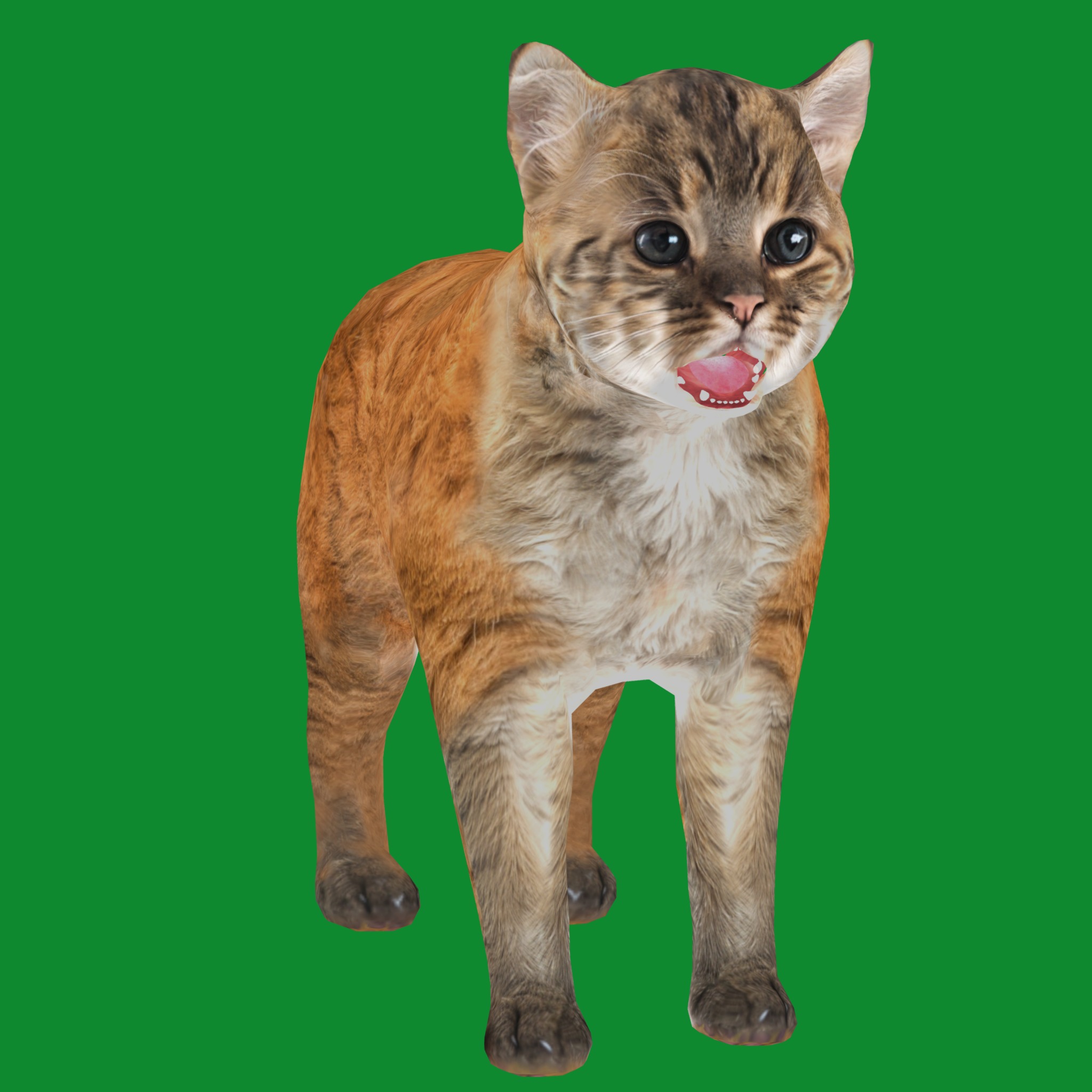 Asian Golden Kitten Cat Low-poly 3D model_21