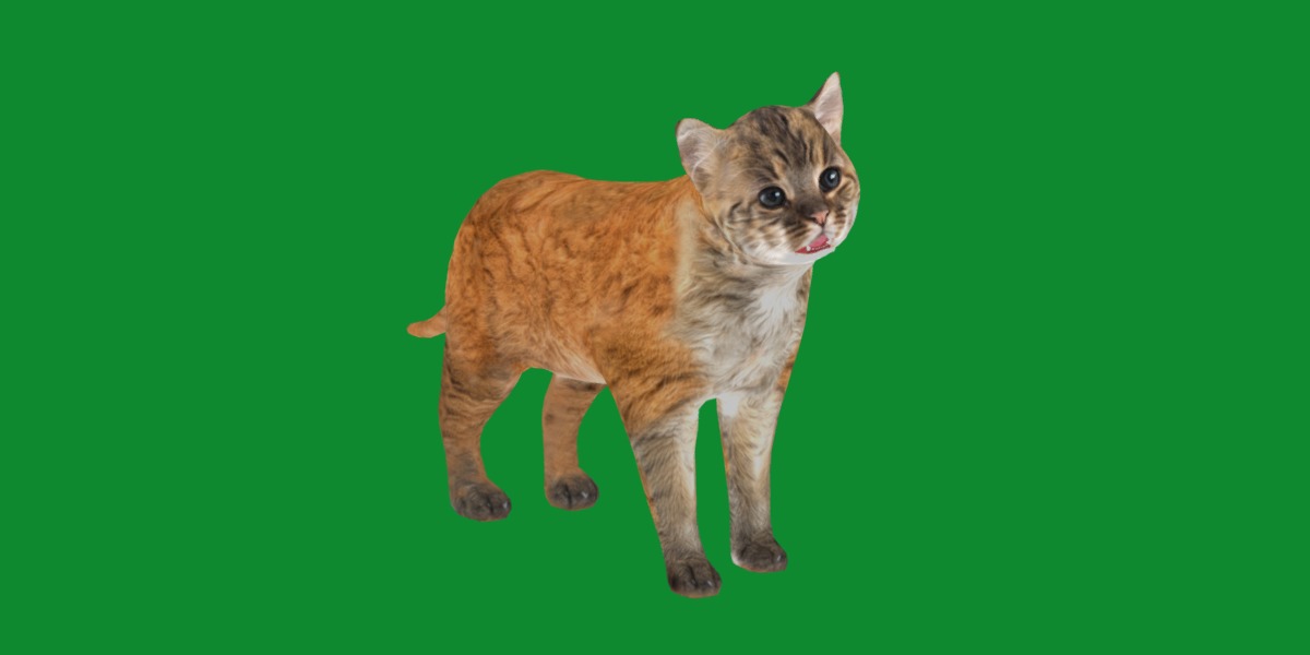 Asian Golden Kitten Cat Low-poly 3D model_27