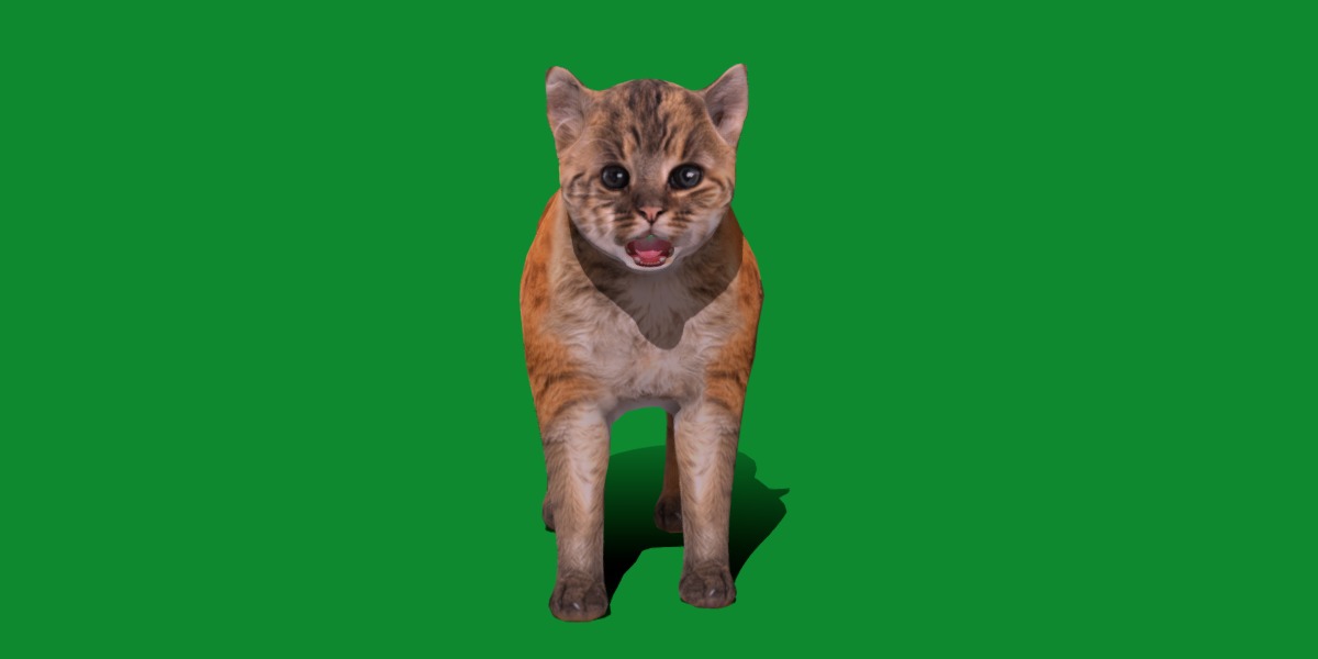 Asian Golden Kitten Cat Low-poly 3D model_23