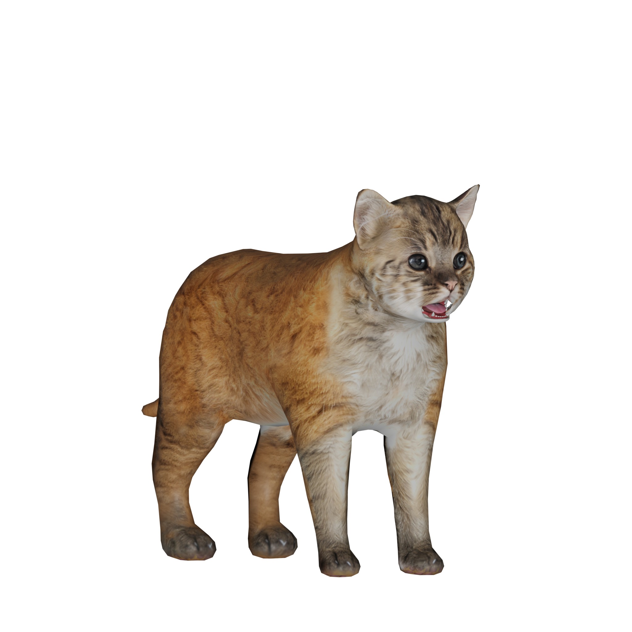 Asian Golden Kitten Cat Low-poly 3D model_42