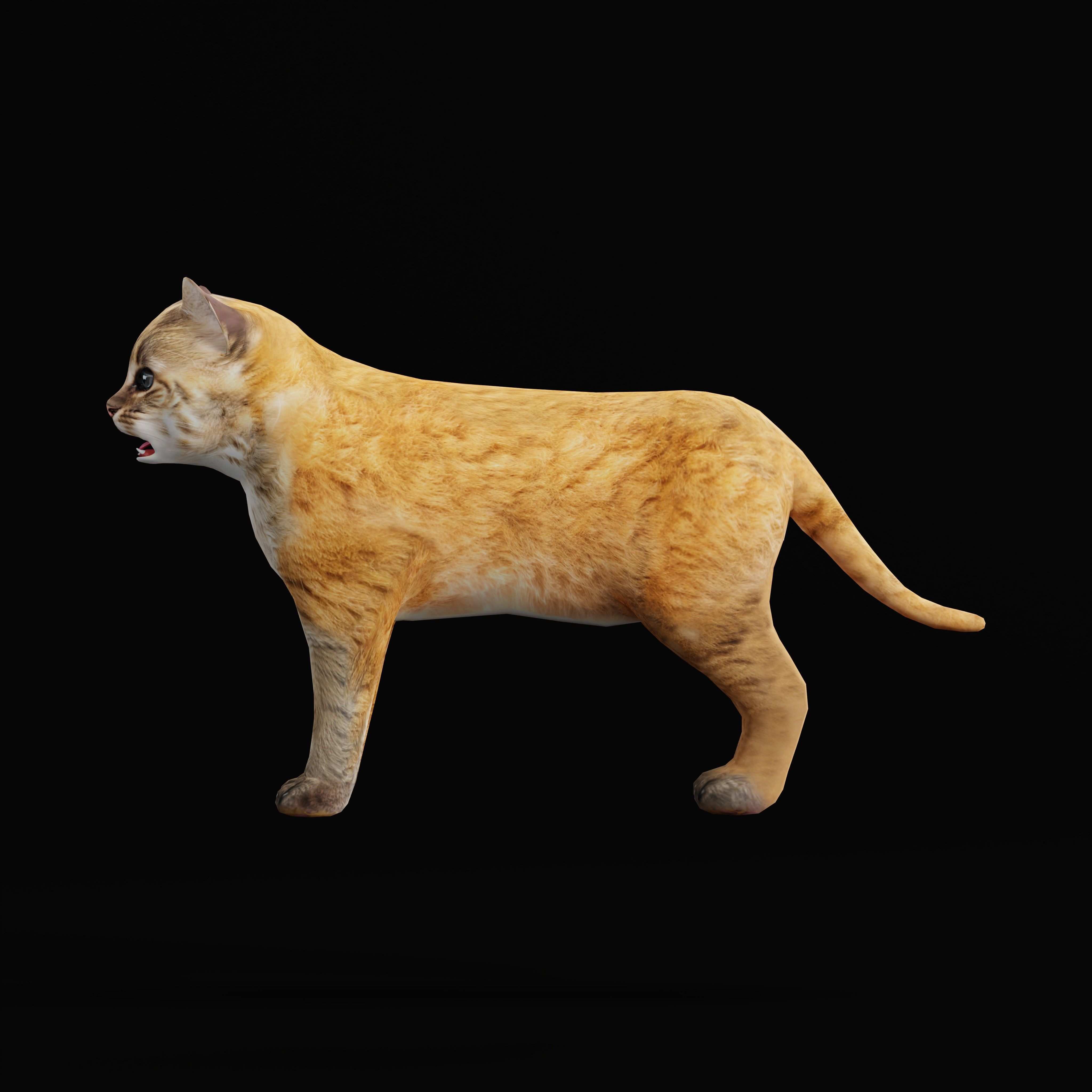 Asian Golden Kitten Cat Low-poly 3D model_39