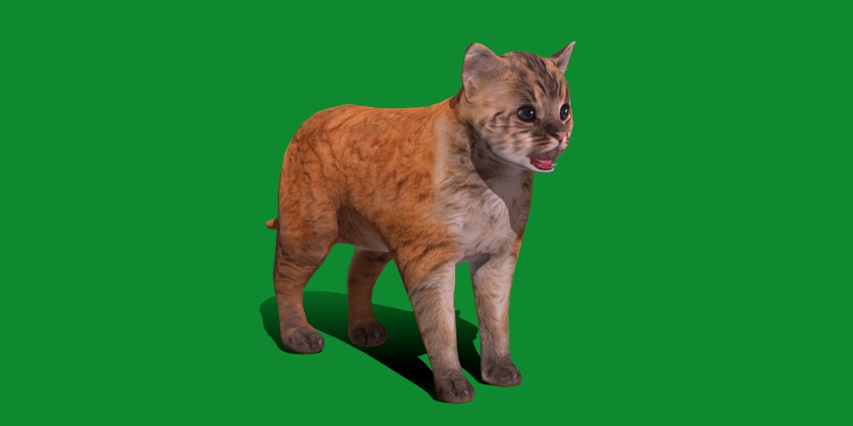 Asian Golden Kitten Cat Low-poly 3D model_3