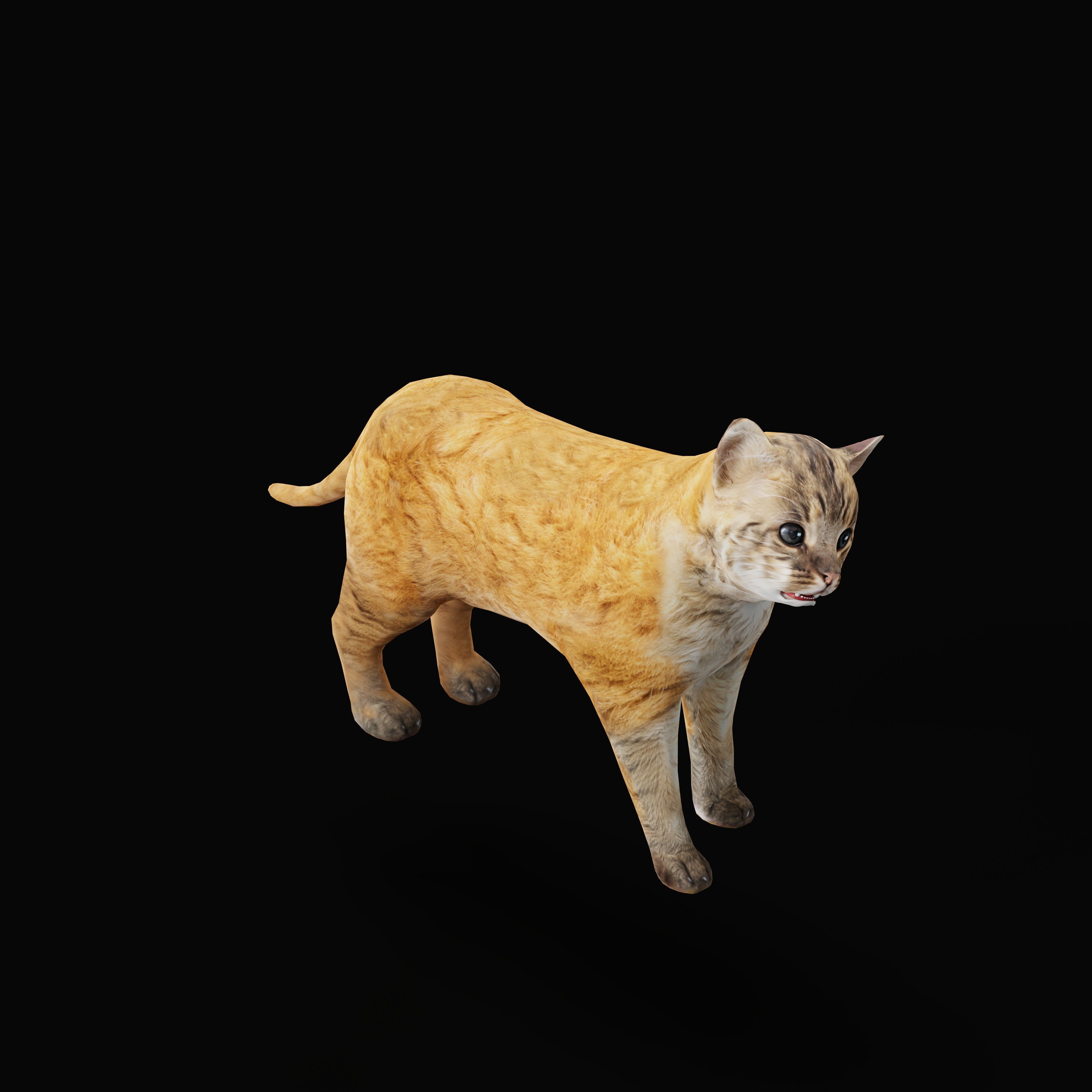 Asian Golden Kitten Cat Low-poly 3D model_38