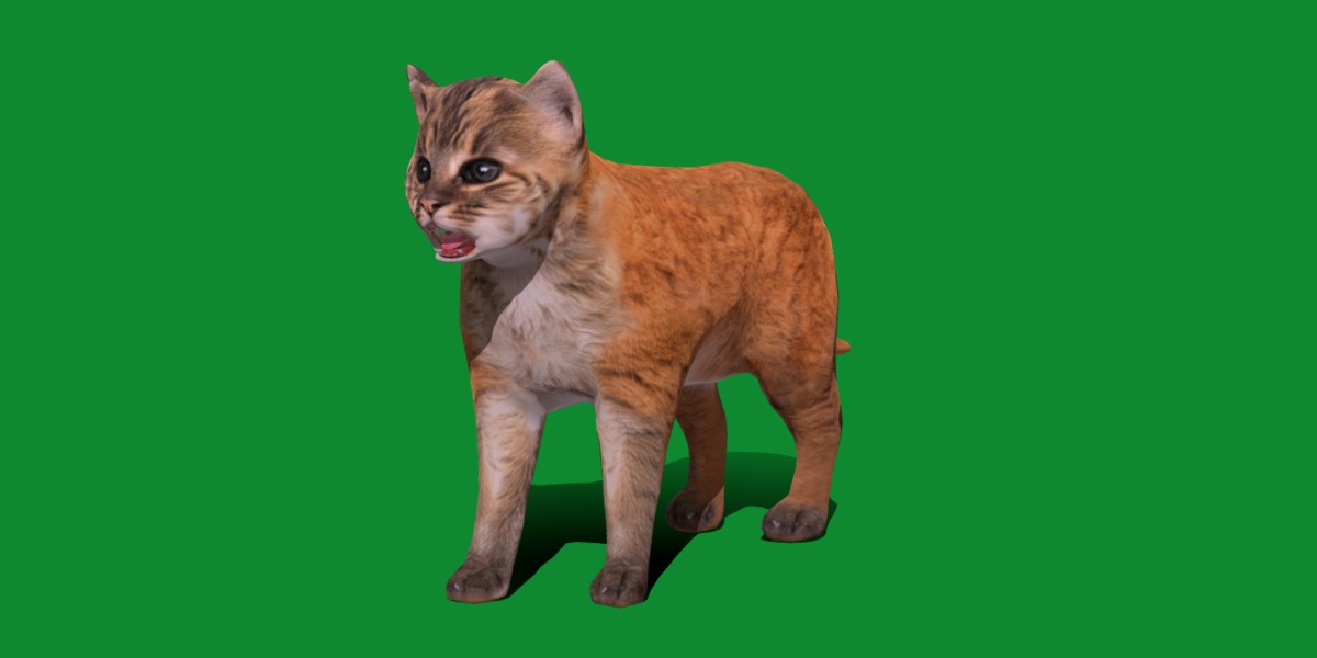 Asian Golden Kitten Cat Low-poly 3D model_14