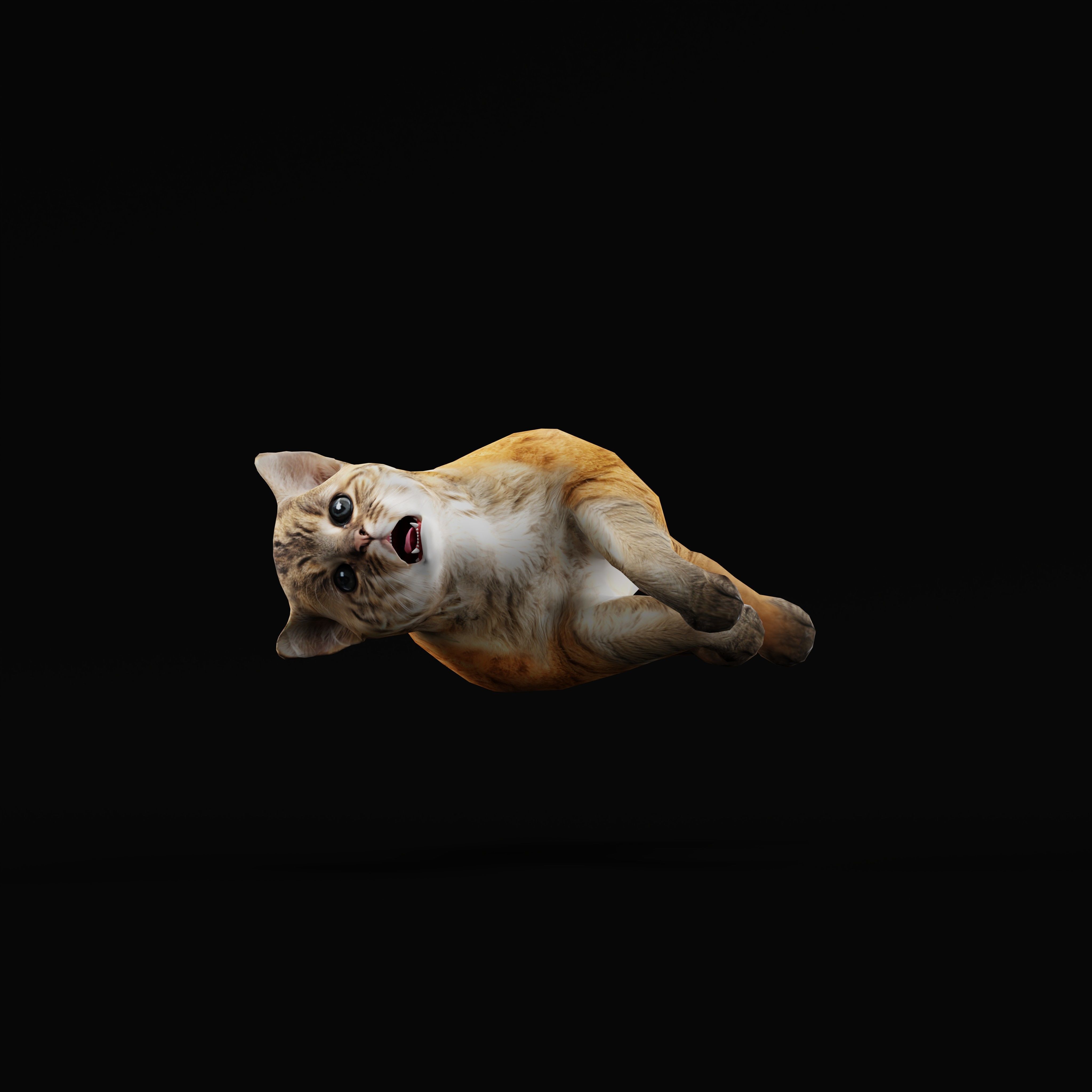 Asian Golden Kitten Cat Low-poly 3D model_41