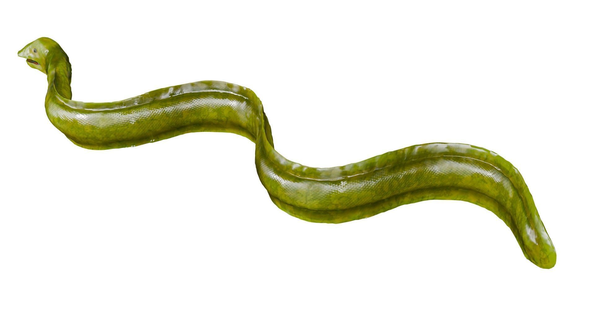 Sea Snake Low-poly 3D model_4