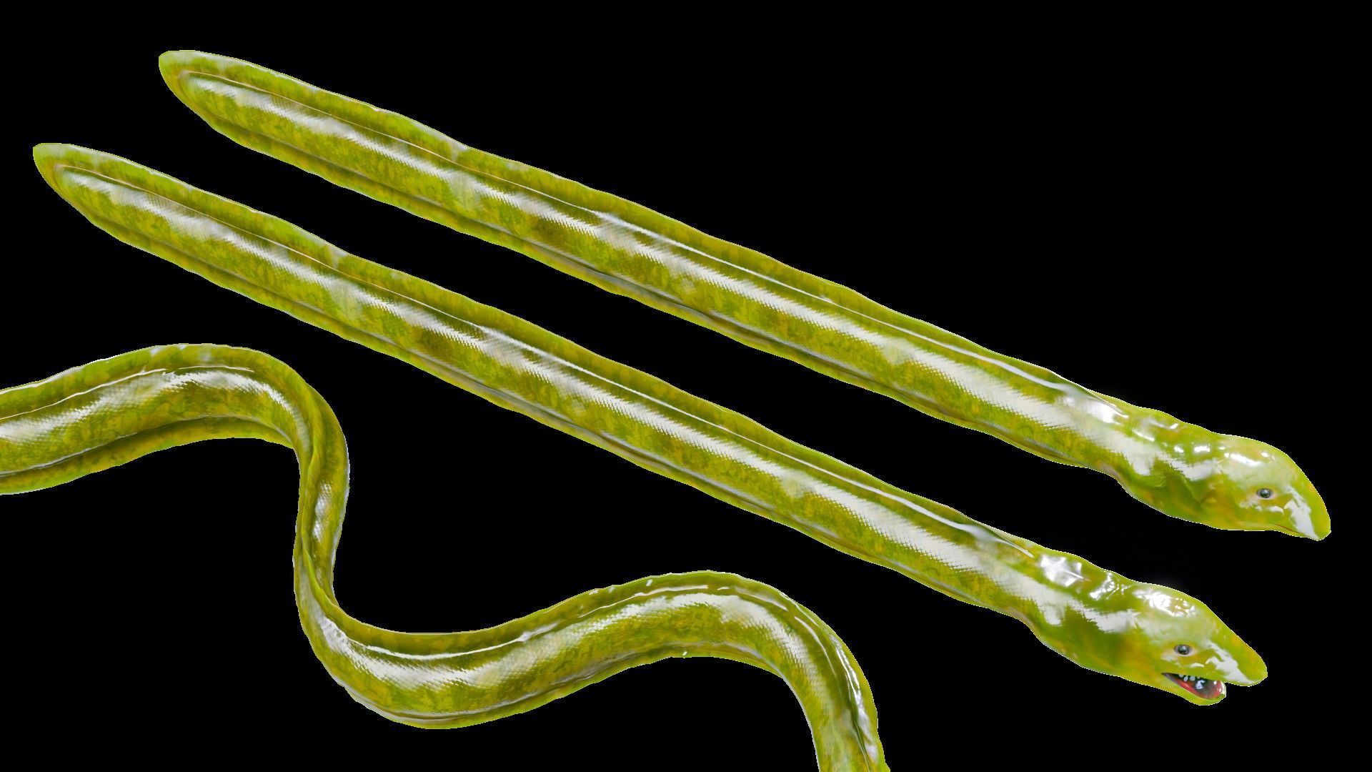 Sea Snake Low-poly 3D model_7