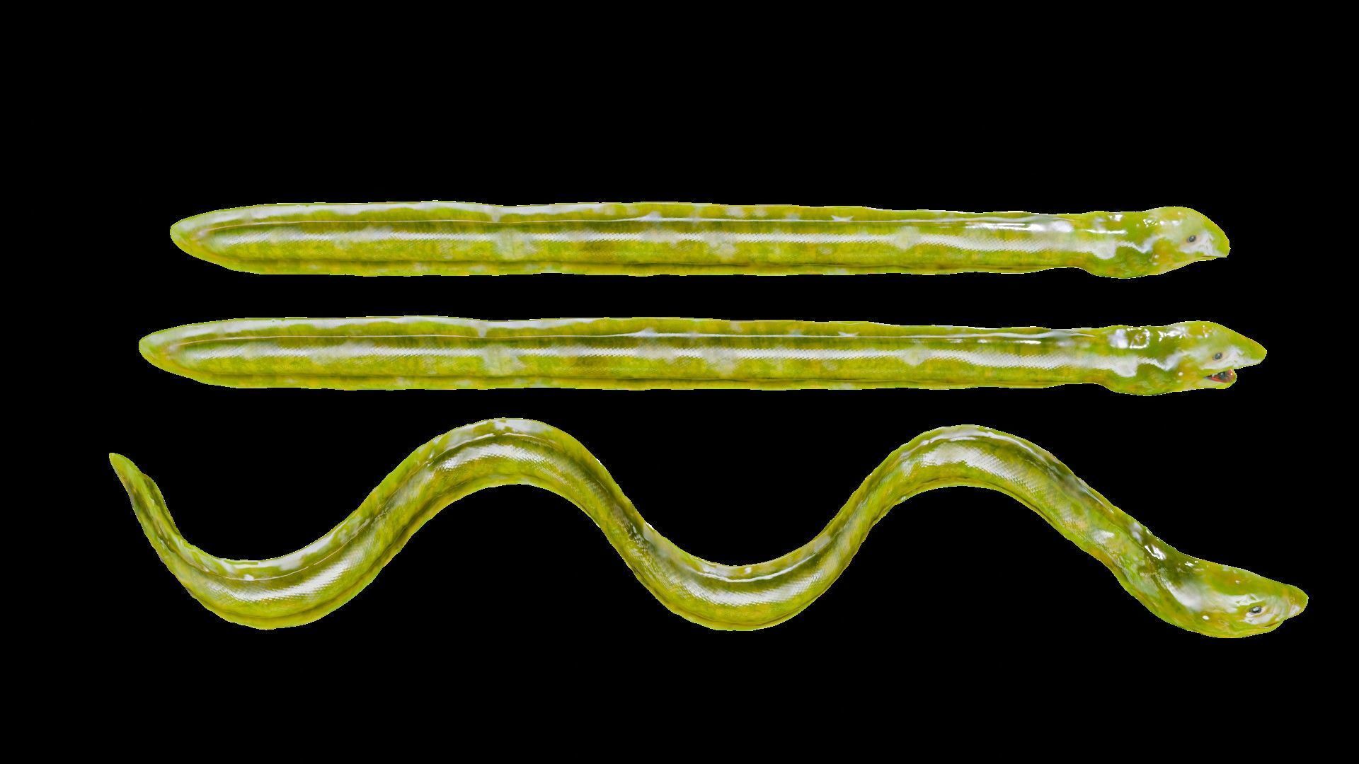 Sea Snake Low-poly 3D model_5