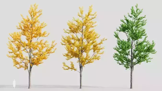 Ginkgo biloba b 3D model